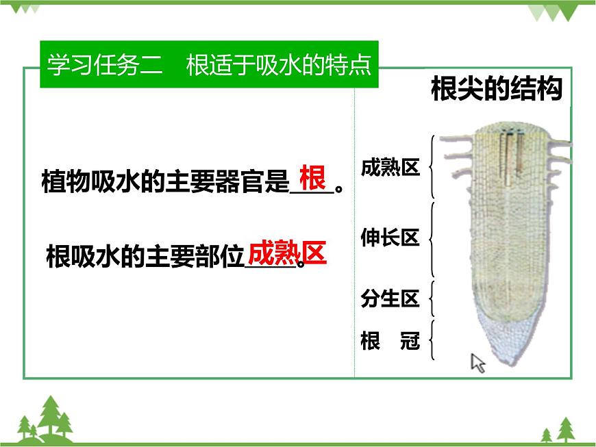 魯科版(五四學(xué)制)生物六年級下冊 3.1《水分進(jìn)入植物體內(nèi)的途徑》ppt課件第5頁
