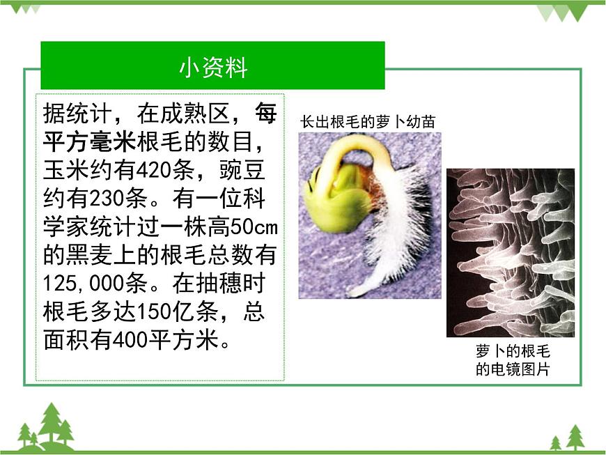 魯科版(五四學(xué)制)生物六年級下冊 3.1《水分進(jìn)入植物體內(nèi)的途徑》ppt課件第6頁