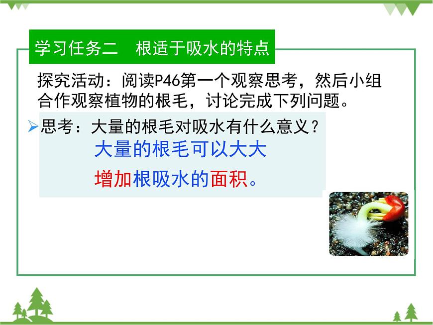 魯科版(五四學(xué)制)生物六年級下冊 3.1《水分進(jìn)入植物體內(nèi)的途徑》ppt課件第7頁