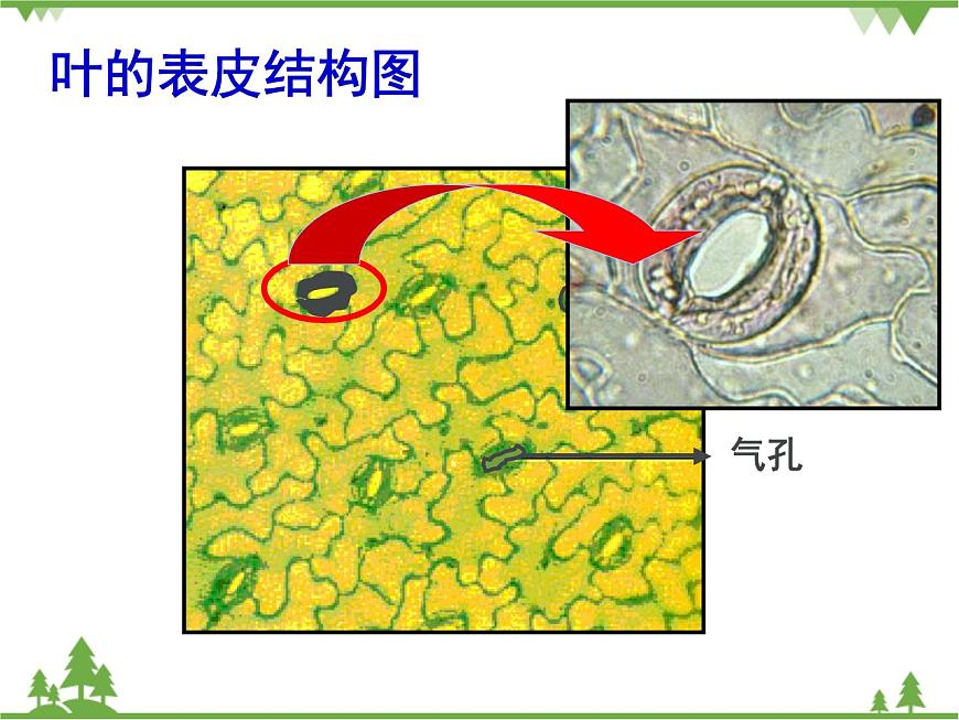 魯科版（五四學(xué)制）生物六年級(jí)下冊(cè)3.2《綠色植物參與生物圈的水循環(huán)》ppt課件第8頁