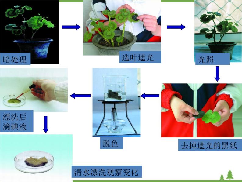 鲁科版（五四学制）生物六年级下册 第四章 绿色植物是生物圈中有机物的制造者 ppt课件07