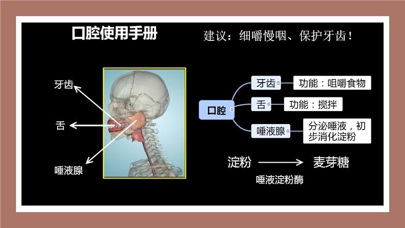 人教版七年级下册生物2.2消化和吸收 PPT课件+视频第4页