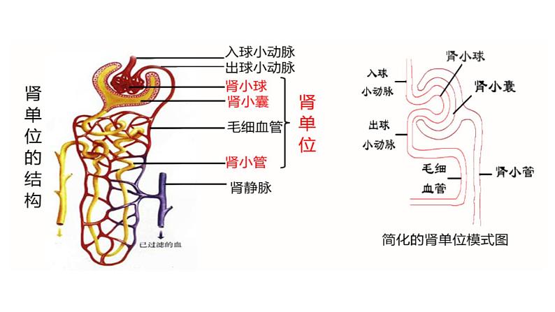 人教版七年级下册生物第五章 人体内废物的排出 PPT课件+视频第7页