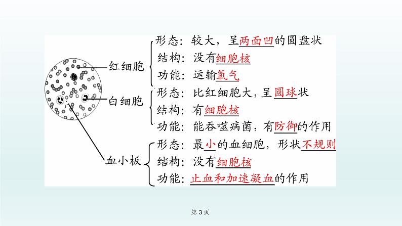 2021届生物中考复习 第12课 人体内物质的运输 课件PPT03