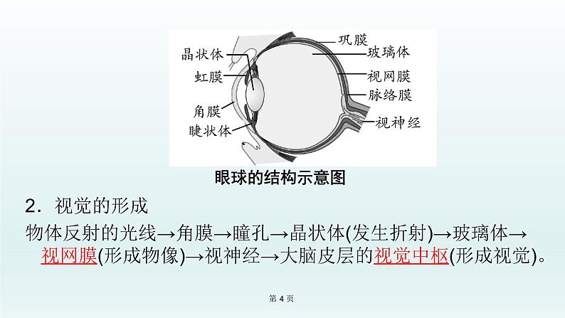2021届生物中考复习 第14课人体生命活动的调节、 人类活动对生物圈的影响 课件PPT第4页