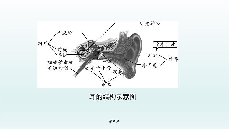 2021届生物中考复习 第14课人体生命活动的调节、 人类活动对生物圈的影响 课件PPT第8页