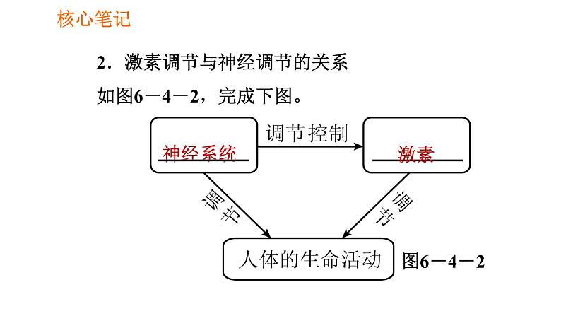 人教版七年级下册生物 4.6.4 激素调节 复习课件PPT第6页