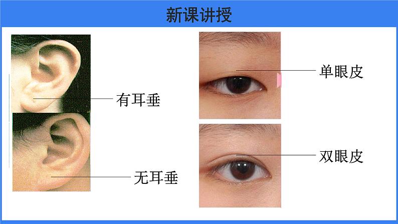 第二章 第一节 基因控制生物的性状 课件PPT第8页