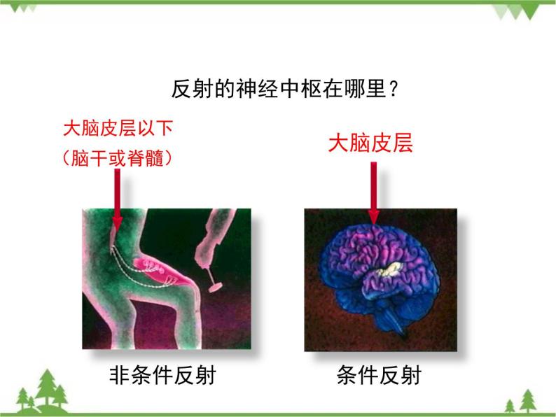 七年级下册 生物 第四单元 第12章 人体的自我调节第1节《神经系统与神经调节》 课件（北师大版）08