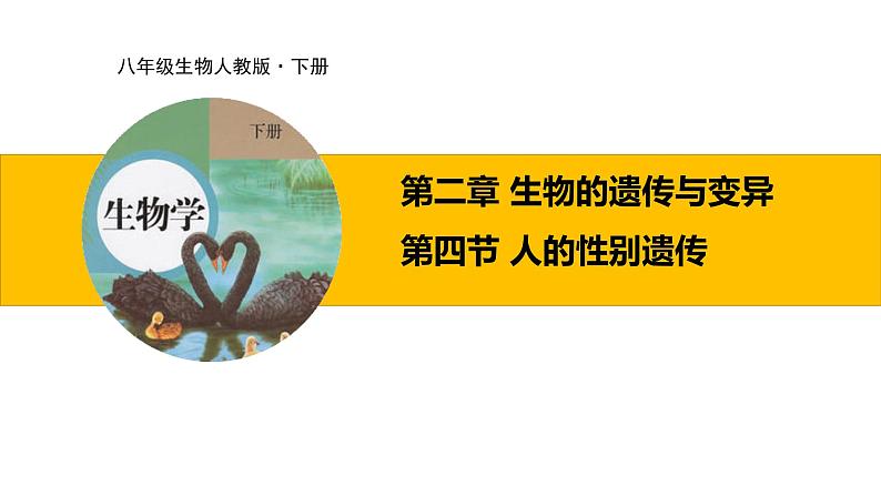 第四节 人的性别遗传 课件01