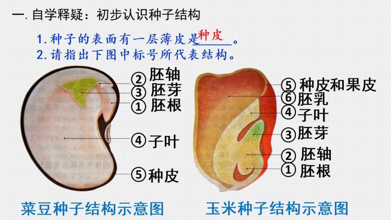 人教版生物七年级上册 3.1.2种子植物 课件04