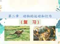 人教版八年级生物上册同步课件《动物的运动和行为》