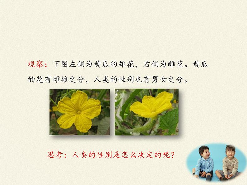 八年级生物下册教学课件-7.2.4人的性别遗传 (1)02