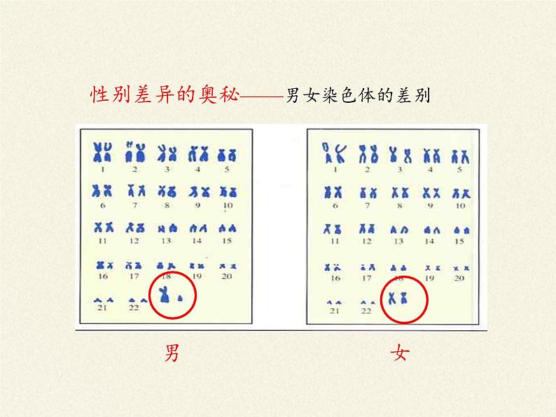 八年级生物下册教学课件-7.2.4人的性别遗传 (1)07