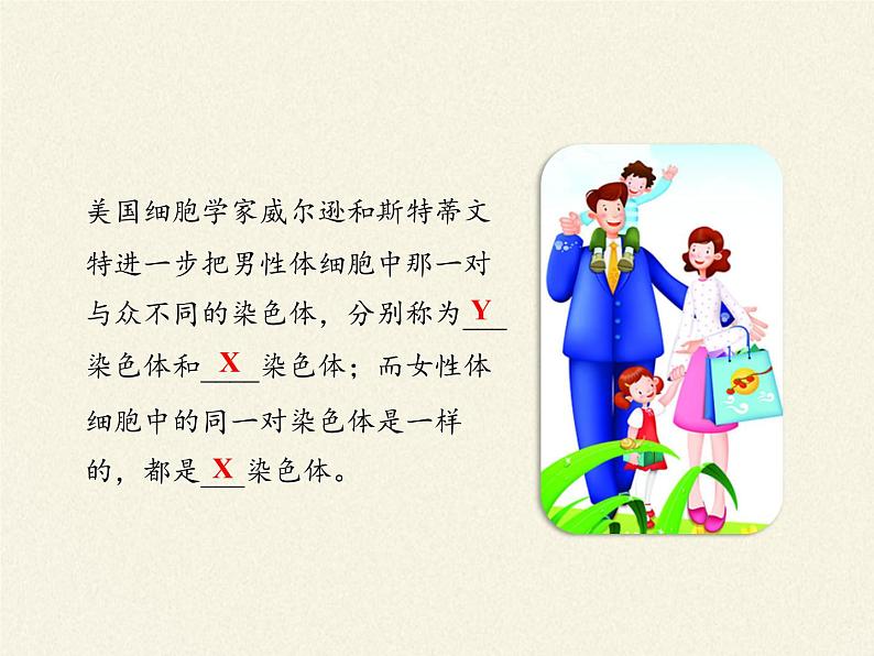八年级生物下册教学课件-7.2.4人的性别遗传 (1)08