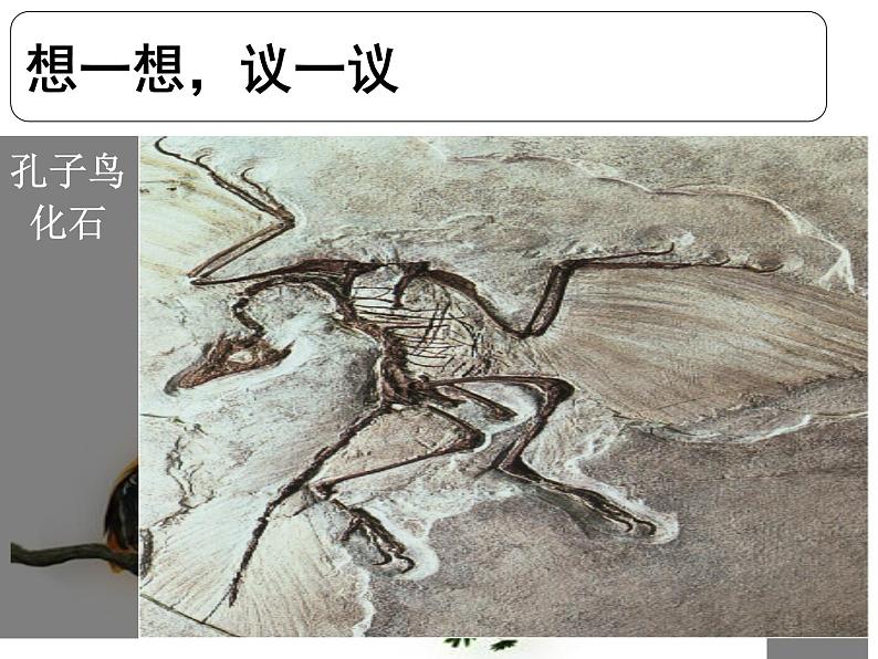 人教版生物八年级下7.3.2生物进化的历程(共20张PPT)02