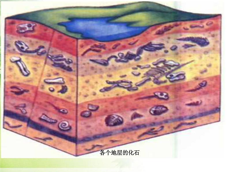 人教版生物八年级下7.3.2生物进化的历程(共20张PPT)05