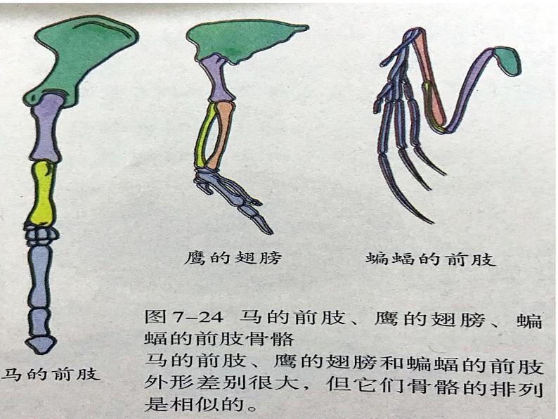 人教版生物八年级下7.3.2生物进化的历程(共20张PPT)07