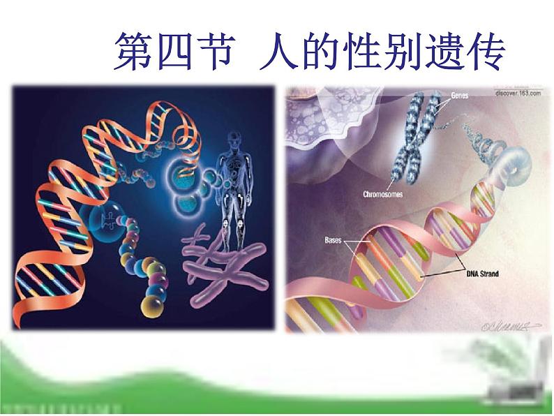 人教版生物八年级下册7.2.4人的性别遗传课件(课件24张)第2页