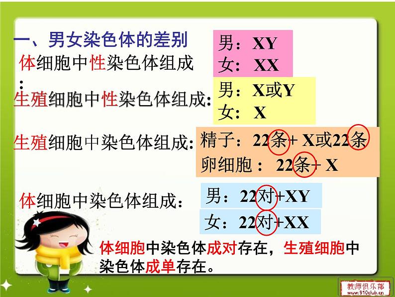 人教版生物八年级下册7.2.4人的性别遗传课件(课件24张)第7页