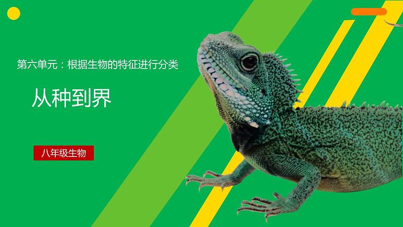 人教版生物八年级上册课件:6.1.2 从种到界(共21张PPT)01