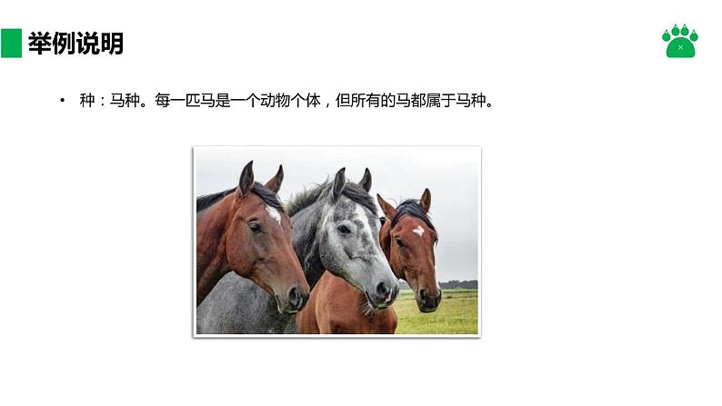 人教版生物八年级上册课件:6.1.2 从种到界(共21张PPT)08