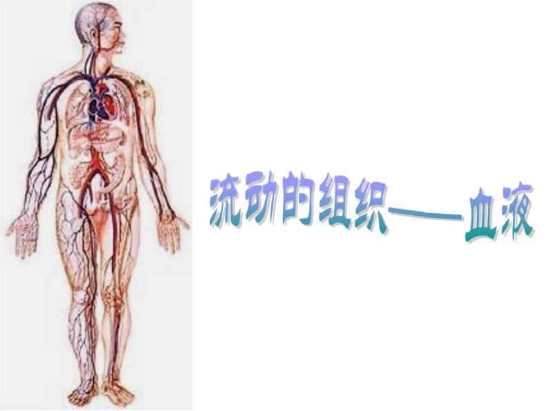 2020-2021学年人教版七年级下册生物第四单元第四章第一节　流动的组织——血液课件02