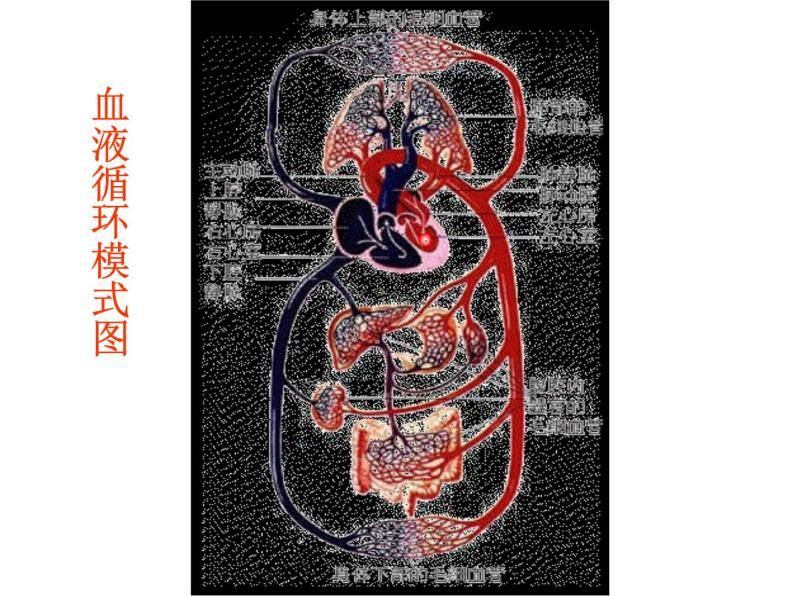 2020-2021学年人教版七年级下册生物第四单元第四章第一节　流动的组织——血液课件05