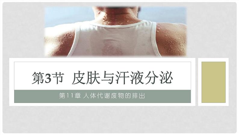(北师大七下)4.11.3 皮肤与汗液分泌 课件02