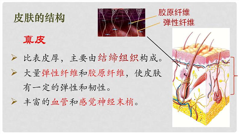 (北师大七下)4.11.3 皮肤与汗液分泌 课件08