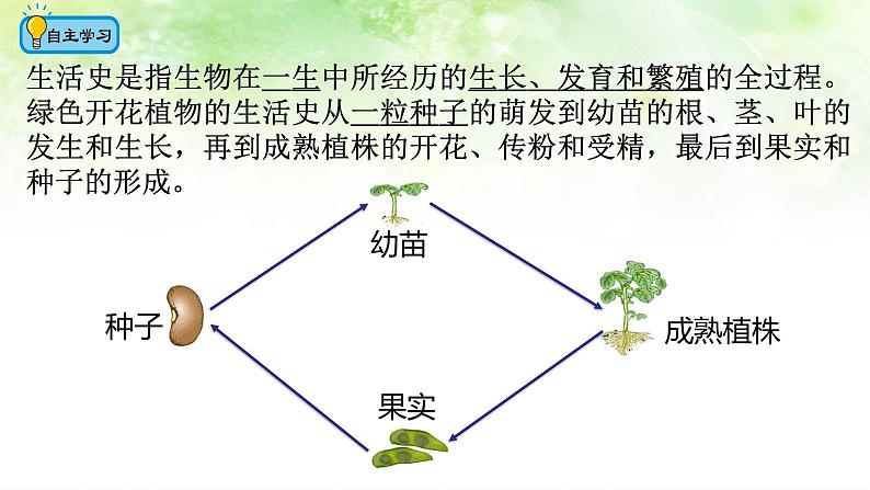 (北师大七上)3.6.1 种子萌发形成幼苗 课件04