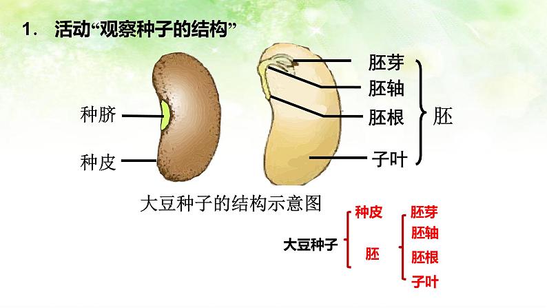 (北师大七上)3.6.1 种子萌发形成幼苗 课件06