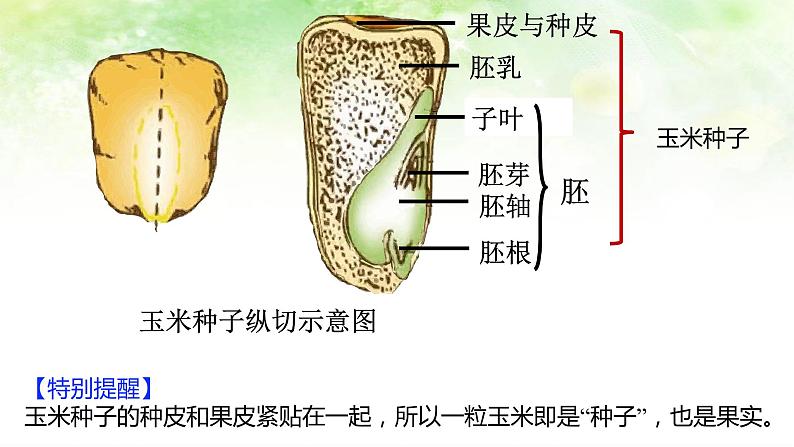 (北师大七上)3.6.1 种子萌发形成幼苗 课件07