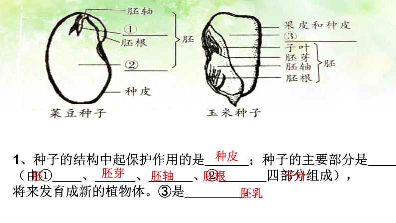 （北师大七上）3.6.1 种子萌发形成幼苗 课件08