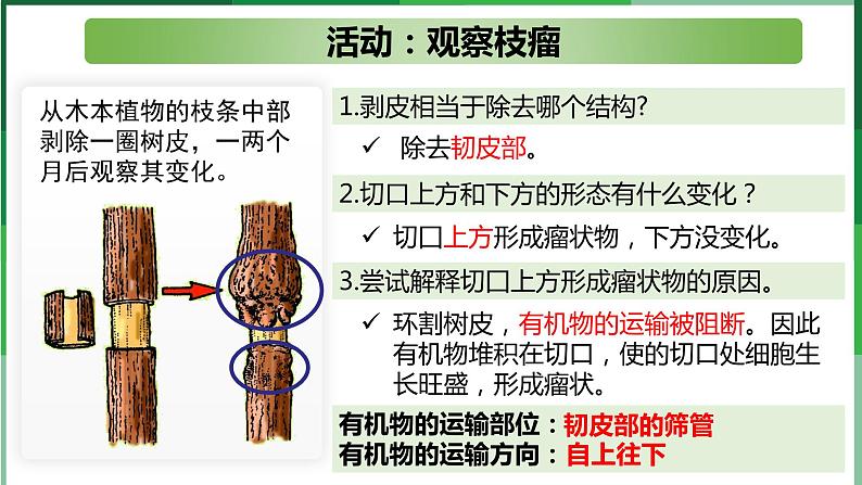 (北师大七上)3.5.5 运输作用第8页