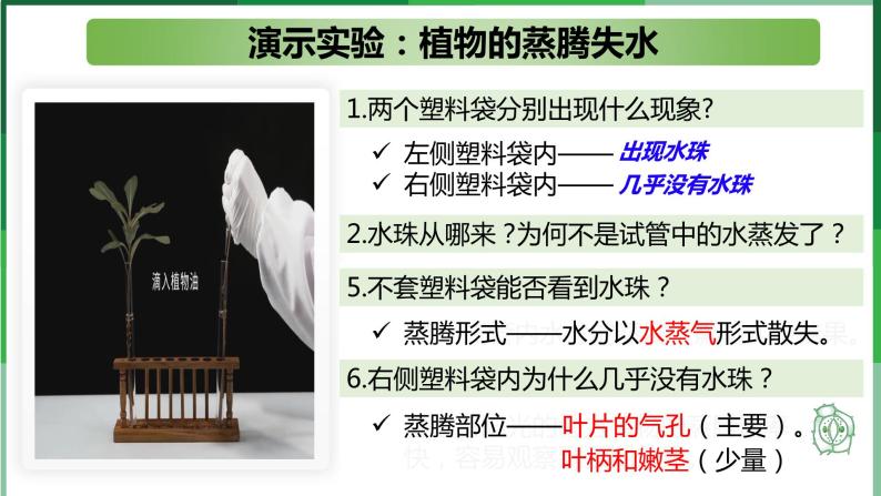 （北师大七上）3.5.4 蒸腾作用 课件03