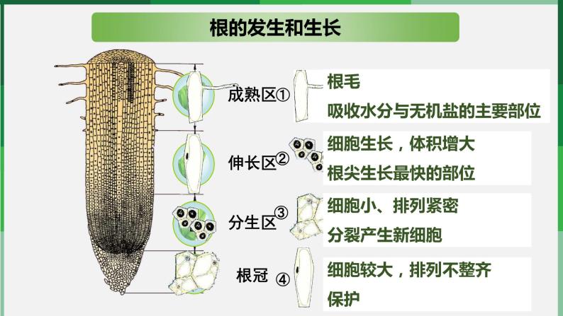 （北师大七上）3.6.2 营养器官的生长 课件08