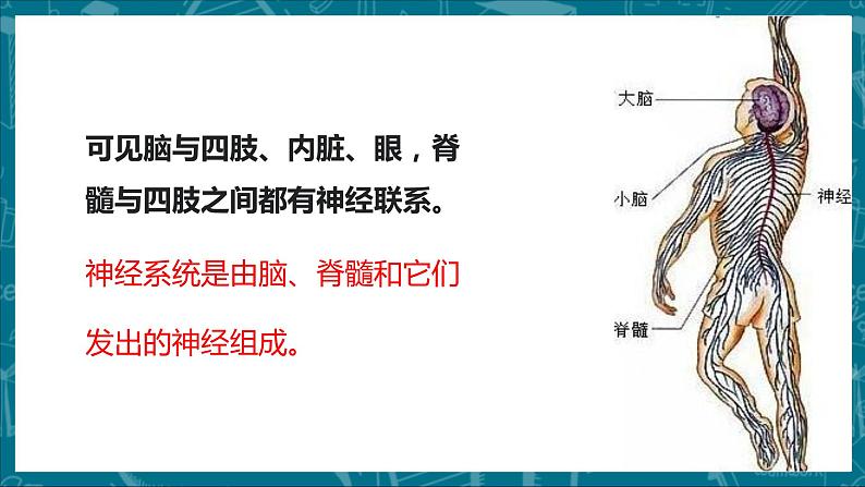 人教版七下生物:6.2神经系统的组成PPT课件第8页