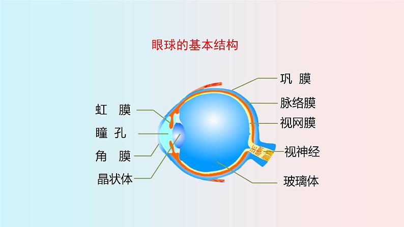 人教版七年级生物下册6.1《 人体对外界环境的感知》PPT课件07