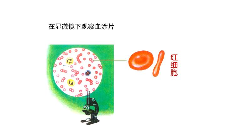 人教版七年级生物下册4.1《流动的组织—血液》PPT课件第5页