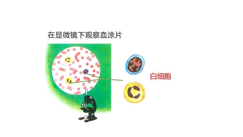人教版七年级生物下册4.1《流动的组织—血液》PPT课件第6页