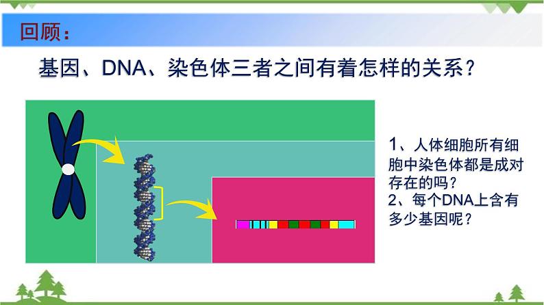7.2.3 基因的显性和隐性(同步课件)-2020-2021学年八年级下册生物(人教版)03