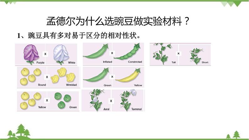 7.2.3 基因的显性和隐性(同步课件)-2020-2021学年八年级下册生物(人教版)05