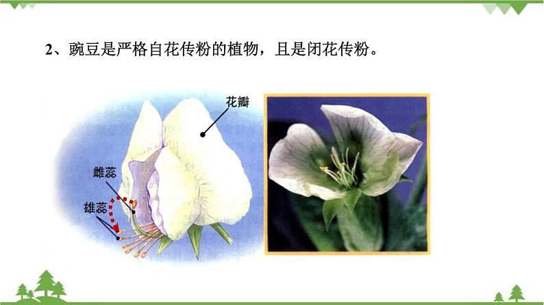 7.2.3 基因的显性和隐性(同步课件)-2020-2021学年八年级下册生物(人教版)06