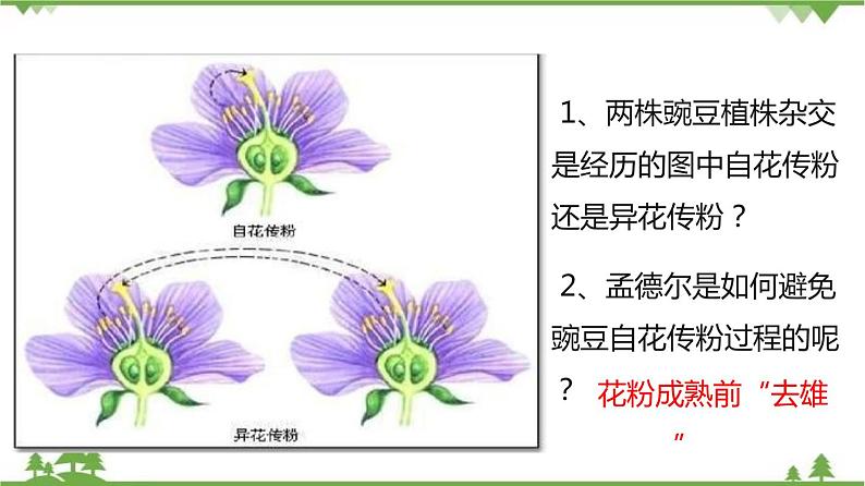 7.2.3 基因的显性和隐性(同步课件)-2020-2021学年八年级下册生物(人教版)08