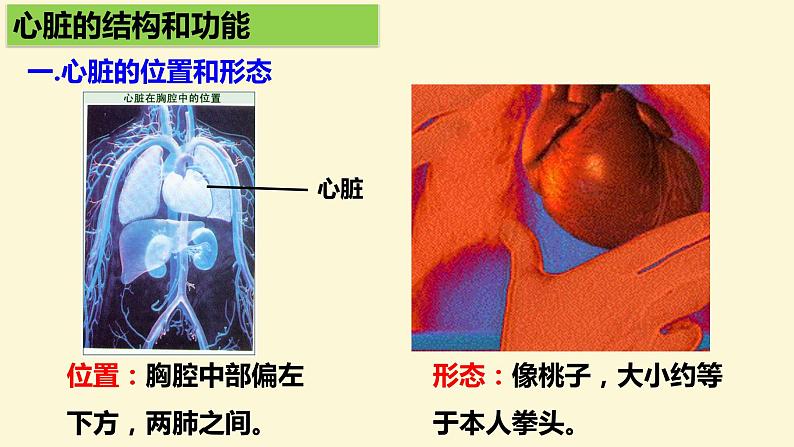 (人教七下)4.4.3 输送血液的泵-心脏 © 慢慢第4页