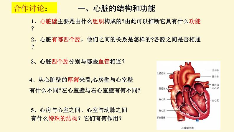(人教七下)4.4.3 输送血液的泵-心脏 © 慢慢第5页