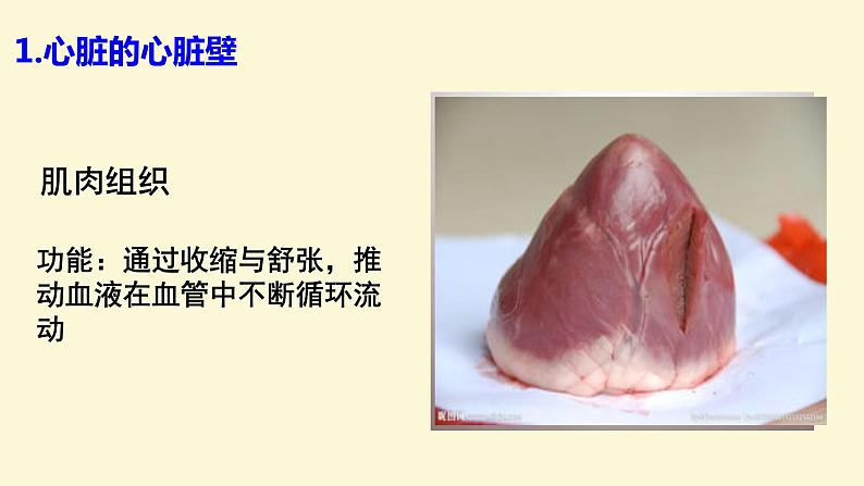 (人教七下)4.4.3 输送血液的泵-心脏 © 慢慢第6页
