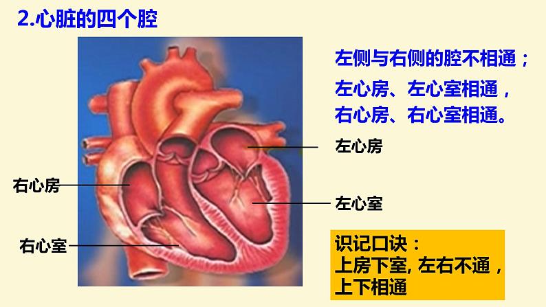 (人教七下)4.4.3 输送血液的泵-心脏 © 慢慢第7页