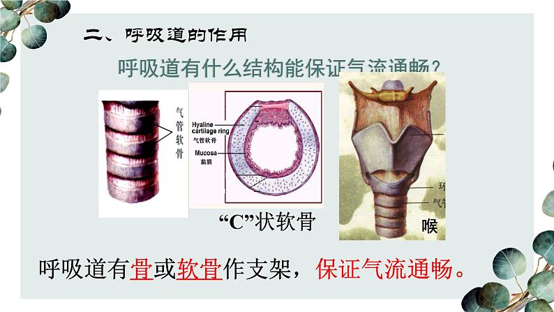 (人教七下)4.3.1 呼吸道对空气的处理第8页